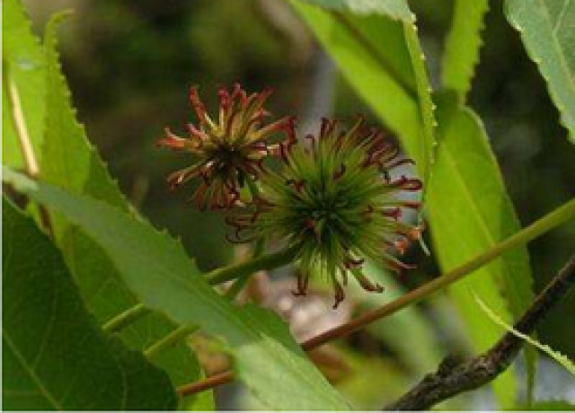 农村这种长满小刺的野果,是通行十二经穴的中药,可治半身不遂