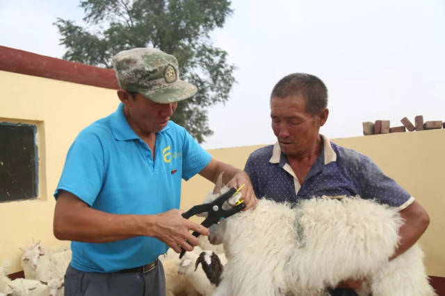 党员中心户帮助贫困户的羔羊打耳标