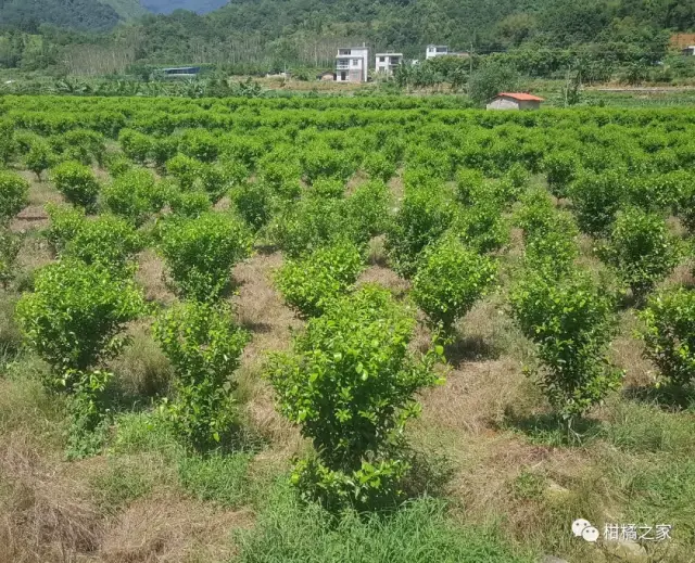 看别人种植柑橘赚大钱,自己也种植柑橘!