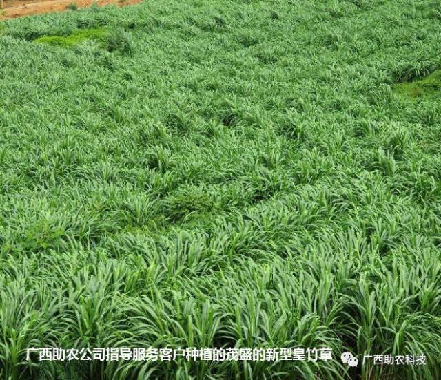 快速高质量发酵牧草做猪饲料技术,降低饲料成本特别是母猪降低成本