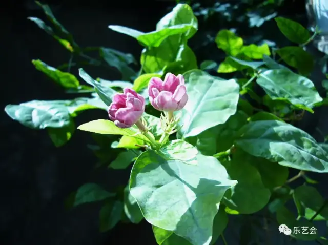 刘馨蓬:南国女儿颜色好 素馨茉莉向炎天