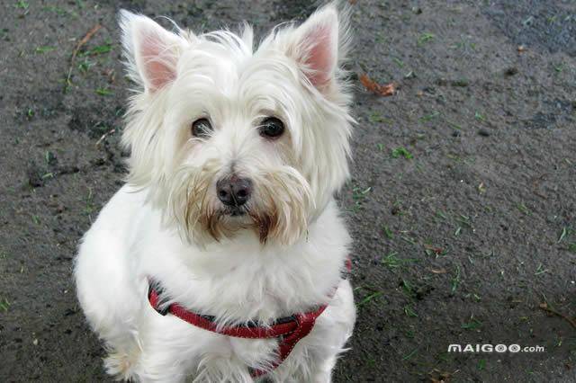 狗狗趣味排行之十大最粘人狗狗_手机搜狐网