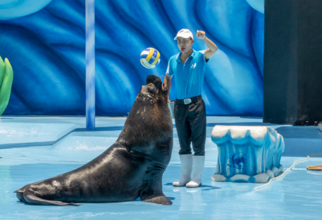 欢乐动物剧场,威风凛凛的海狗正像向观众毫不害羞的展示它们的十八般