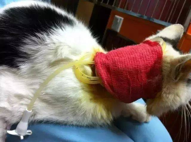 猫黄疸及猫脂肪肝病例治疗体验