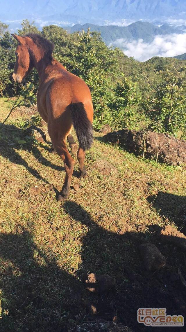 防城南山顶上,一匹马被石缝夹住情况危急