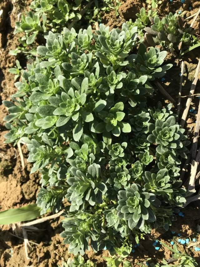 神奇的五种常见植物!你认识几种?他们竟可以……-公益频道-手机搜狐