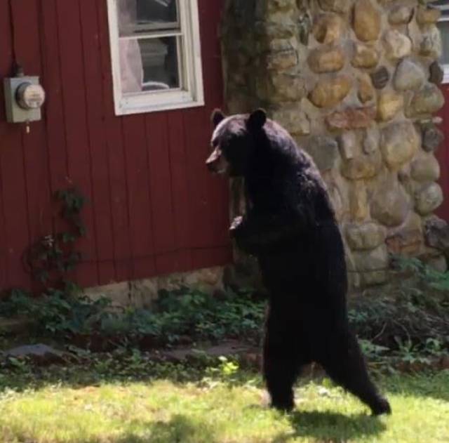 黑熊成精了,可以直立行走,知道原因后很心酸_手机搜狐网