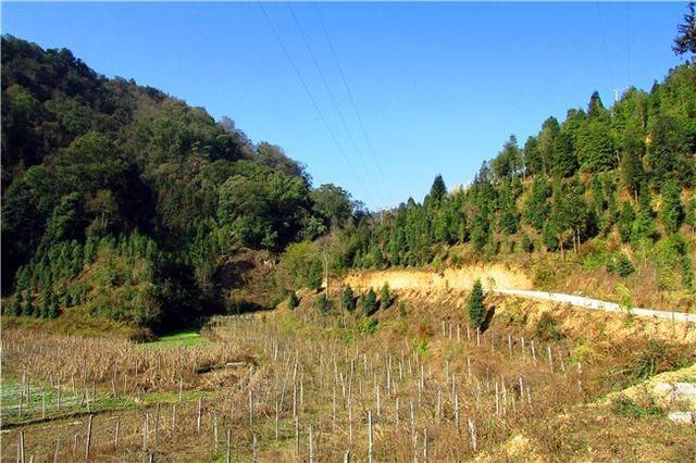 西畴的香坪山很有名,和一个名人有关