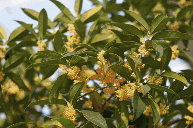 的香甜气 沁入肺腑 三日难忘 在北方很少有机会这么仔细地感受桂花 不
