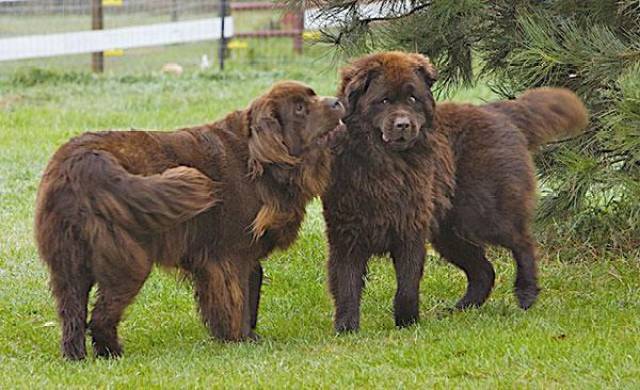 纽芬兰犬是性格非常温和的 既不笨拙 也没有坏脾气