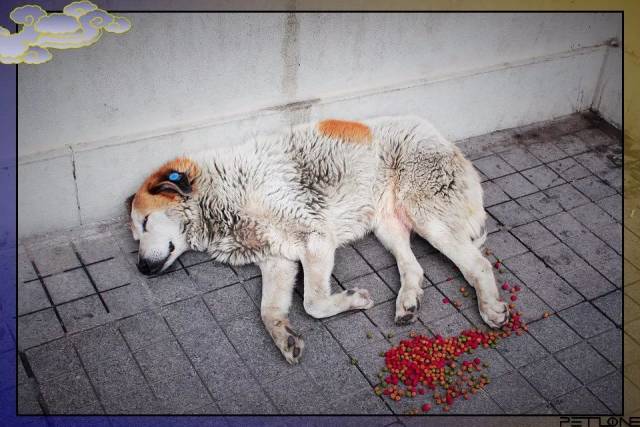 cult风动保法:杀狗要偿命!