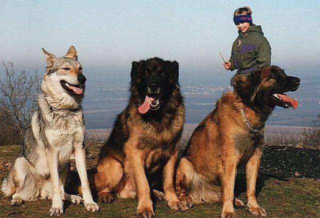 中国本土的4大狼狗,每只都帅气凛然!