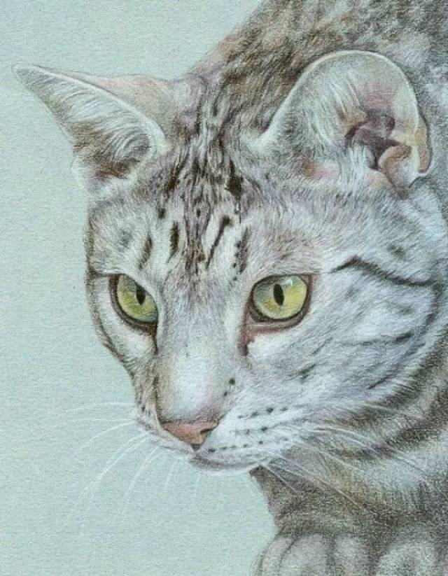 彩铅画 是一种介于素描和色彩之间的绘画形式 它的独特性在于色彩丰富