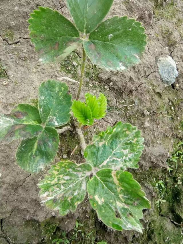 现在早栽的草莓已经长出3叶一心了,栽迟的刚刚缓苗,现在温度下降了