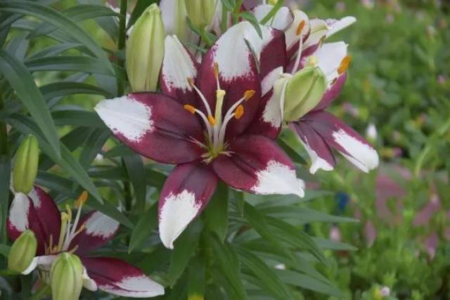 分享18个百合花常见品种图鉴,太漂亮太稀罕了!收藏