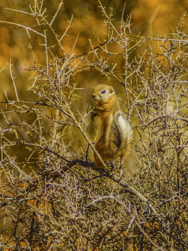 站岗放哨的白尾松鼠,只要它一声呼叫,其他同伴就逃之夭夭.