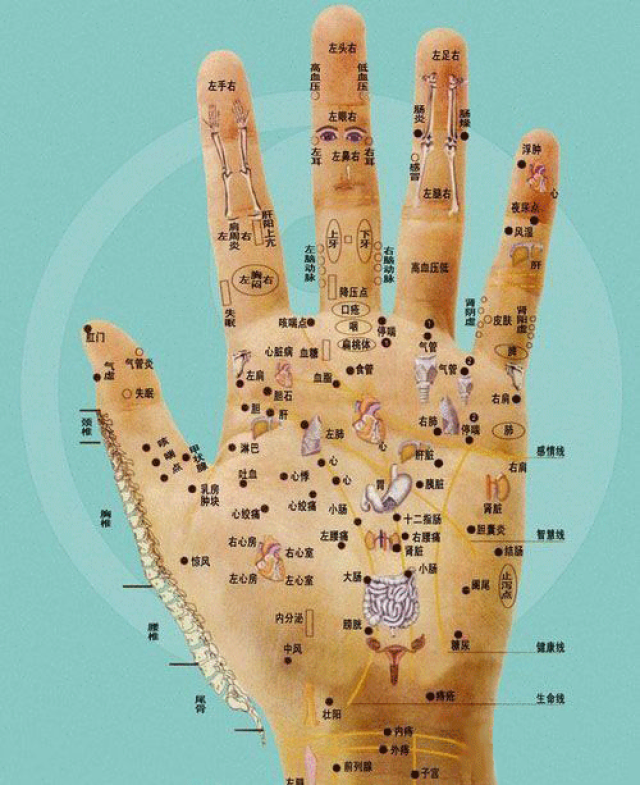 十个手指甲相应器官图片