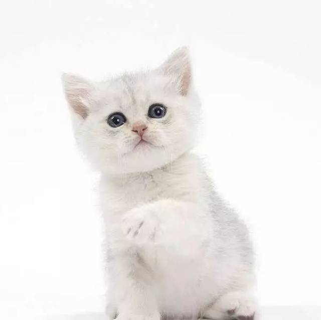 我的猫为啥酷爱舔塑料袋?