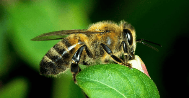 人类也能懂得蜜蜂的语言吗