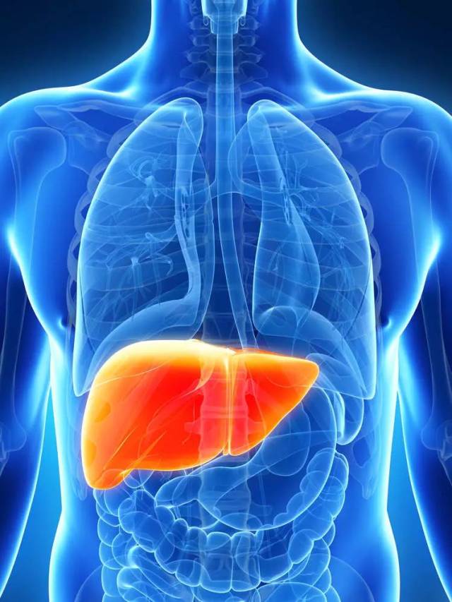 肝胆身体位置图图片