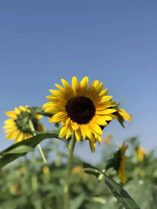 花海震撼來襲9月28日盛大開園啦那就是錢倉向日葵園已經悄然花開成海