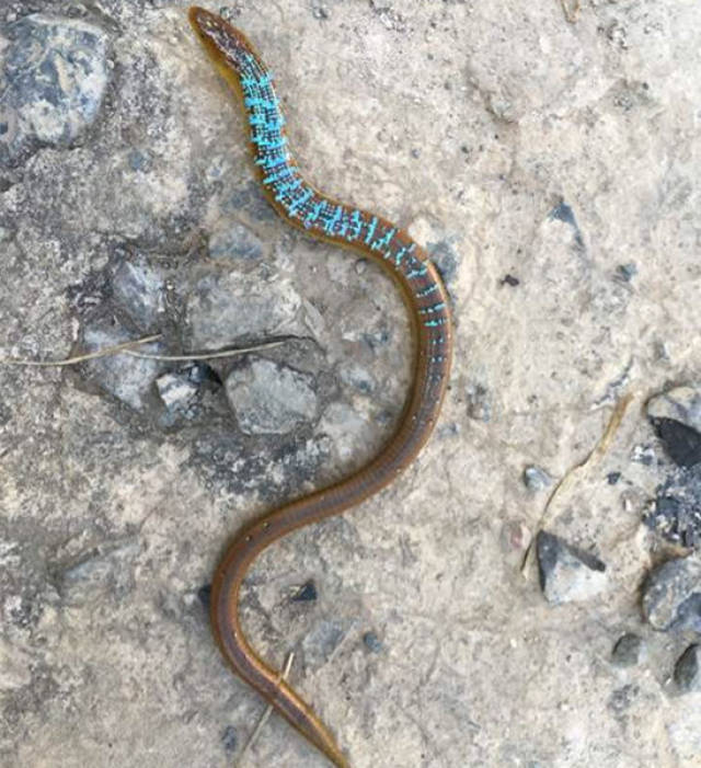 其实这个物种叫蛇蜥,是一种无脚的蜥蜴,能和蜥蜴一样自断尾,在国内