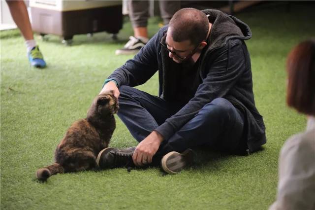 猫爸与猫互动中