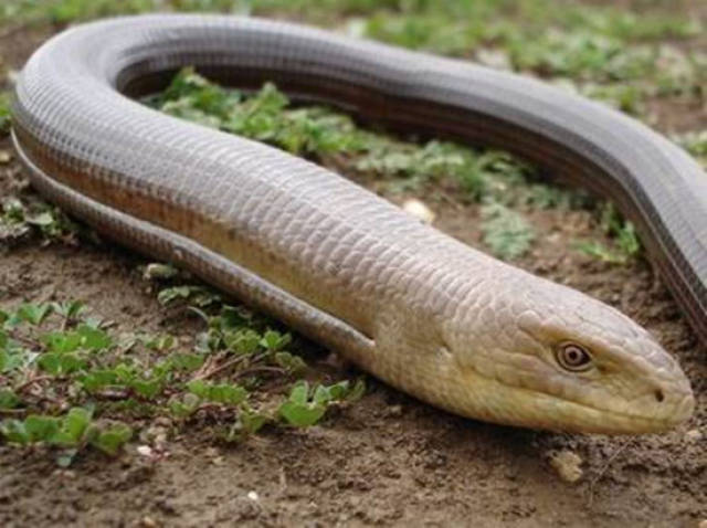 其实这个物种叫蛇蜥,是一种无脚的蜥蜴,能和蜥蜴一样自断尾,在国内