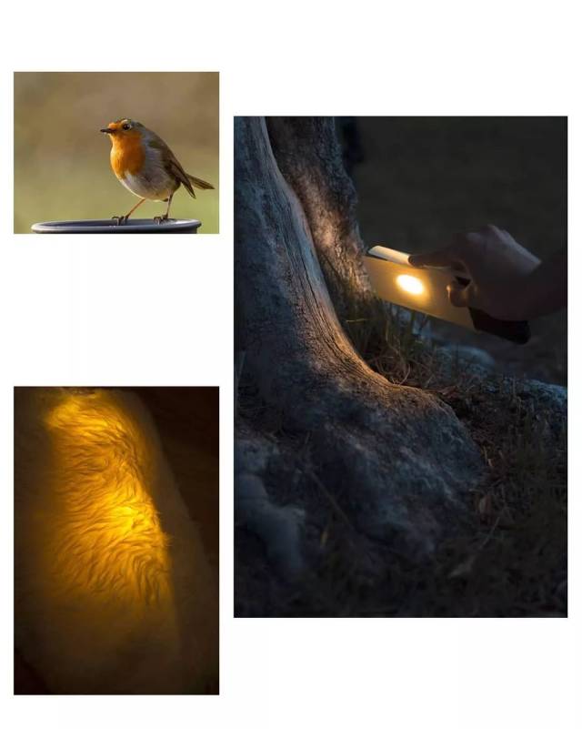 萤鸟夜间发光图片图片