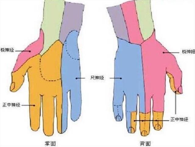 爪形手垂腕猿手,爪形手垂腕猿手,爪形手和猿手(第2页)_大山谷图库