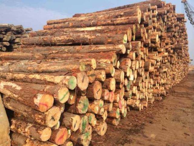 日本杉木盗伐问题逐渐严重是谁在盗伐日本杉树