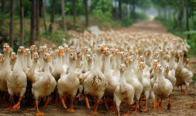 如何预防养鸭场中的鸭子感染病毒性肝炎?