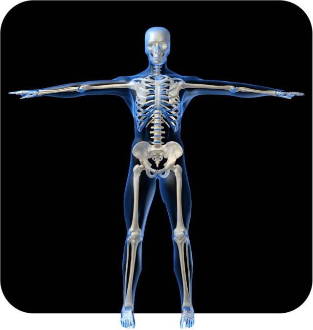 支撑起我们身体外形的是藏在内部的骨骼部分