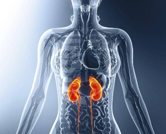 肾脏相当娇嫩,极容易受伤,哪种行为最伤肾?