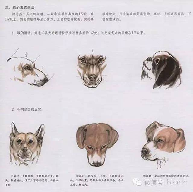 100幅国画狗 太美了 附教程 大写意国画狗的画法 恩芝网