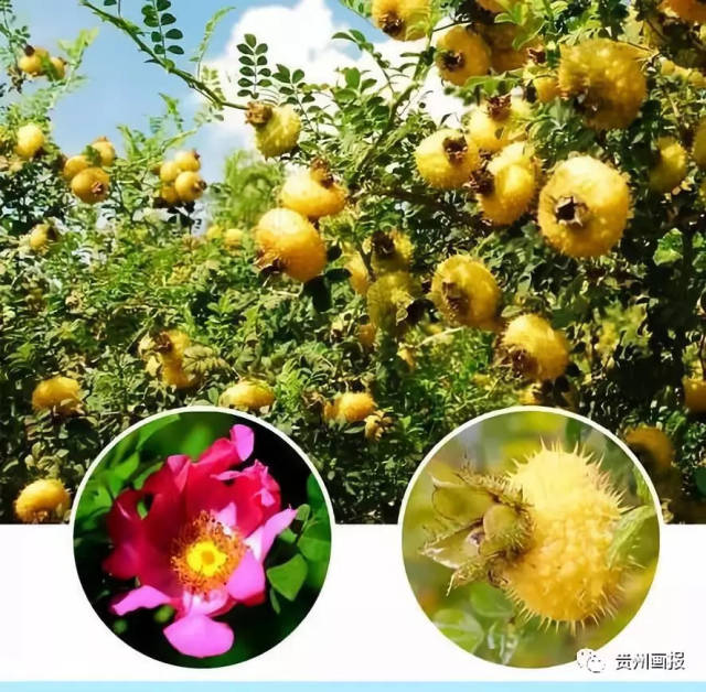 世界刺梨看贵州,"中国野生刺梨之乡"要搞事情!
