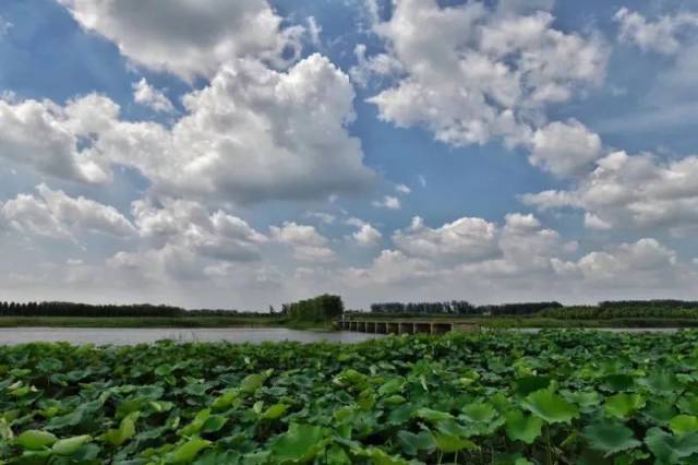 【916同心富民】第22站--走进睢宁县--姚集镇!