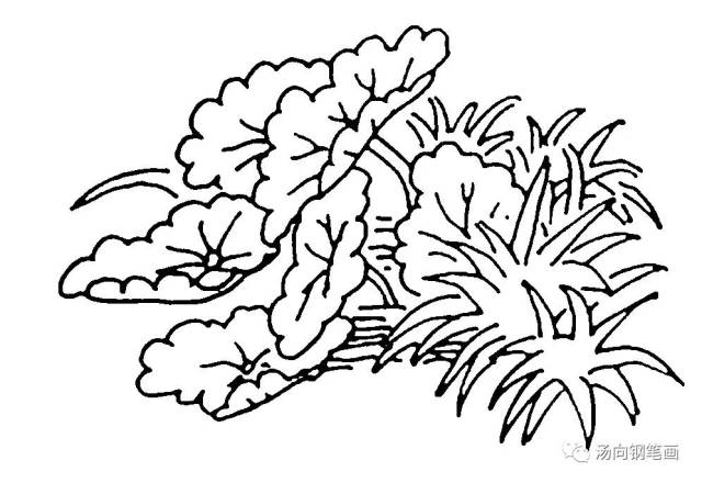 学钢笔画227水中荷叶…婀娜多姿!