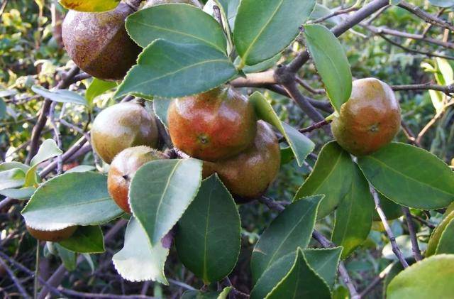 山茶花开香自来,贵州不仅有老干妈,还有