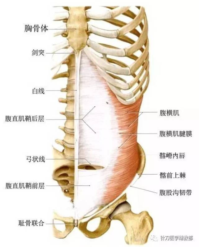 【解剖】高清腹前壁肌肉解剖图