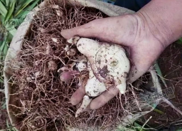 农户将个头大的白及块茎挑选出来,加工成商品以待出售.