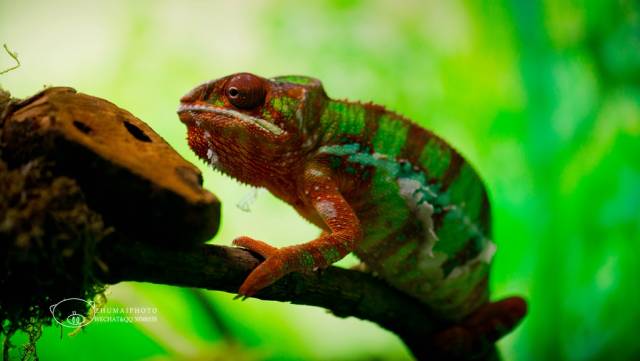 是毒蛇而被误认为竹叶青的翠绿的绿瘦蛇,灰色的大王蛇和黑色的缅甸蟒