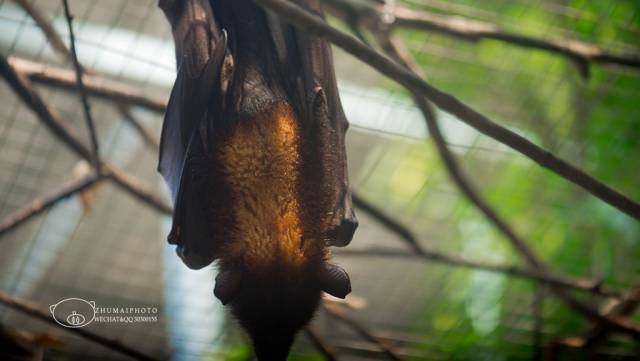 【精灵长廊】以玻璃石室繁育方式来展览,在每个展室旁配有相对应的