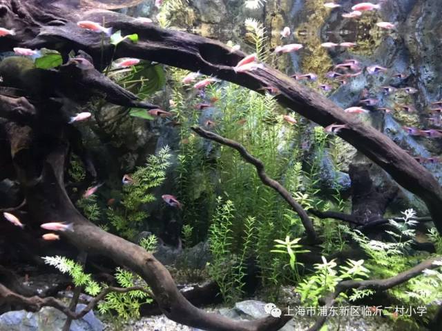 褐件竹鲨 金钱鲨 红绿灯 大盖黑脂鲤 猪鼻龟 宝珈枪吻海龙 钻石彩虹