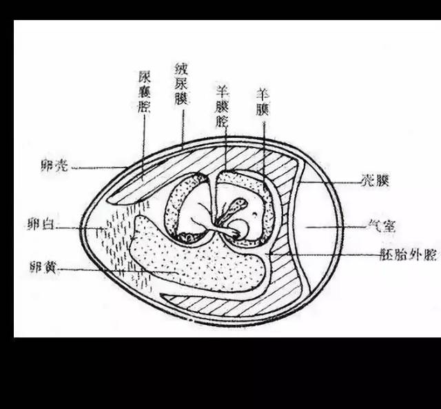 鸡胚结构图片