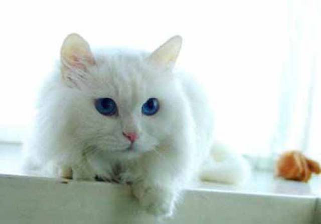 冻干猫粮会有弓形虫吗,冻干猫粮含有寄生虫吗