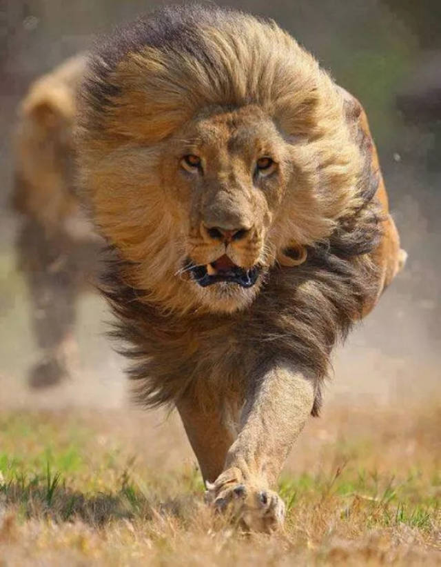 威风凛凛的狮子在奔跑