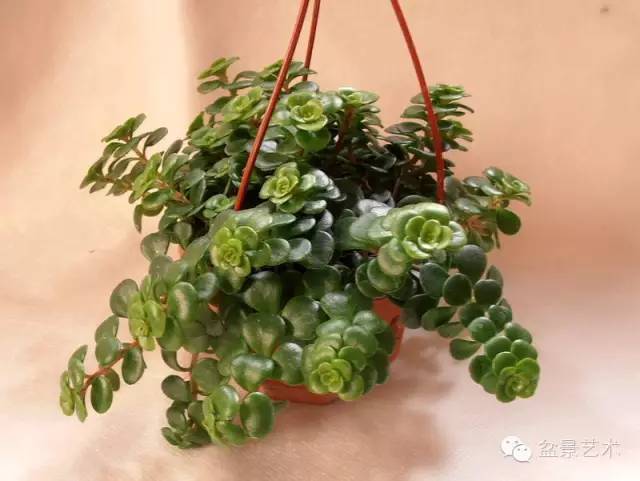 小叶玉树盆景制作方法