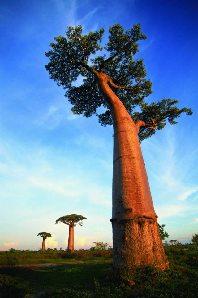 这些猴面包树古老而有灵性,像母亲一样,从高处注视着人们的生活