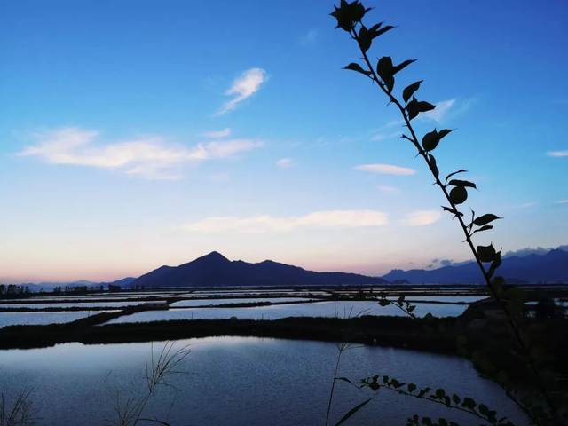 坡上的風景很好 漁排,田野 美景的背後 亭臺水榭 柳條撫風 湖水粼粼